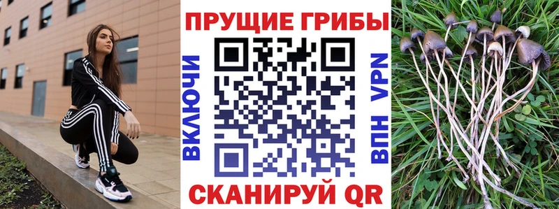 Купить закладки  Липки  Псилоцибиновые грибы MAGIC MUSHROOMS 